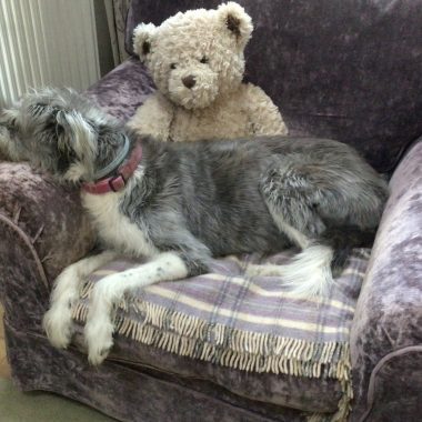 Greyhound cross Bearded Collie