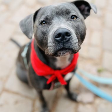 Grey Staffordshire Bull Terrier