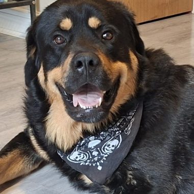 Rottweiler
