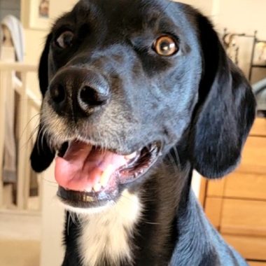 GSP cross Spaniel