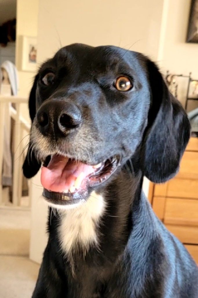 Piper