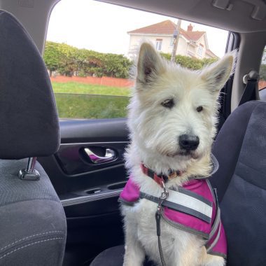 Westie cross Husky